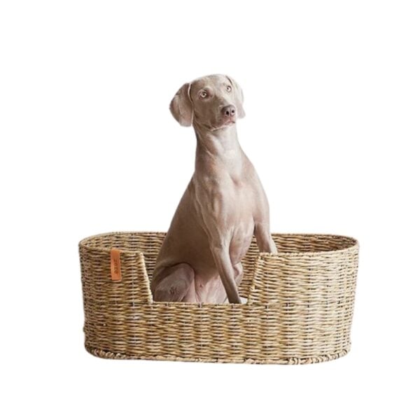 Grand panier chien rotin élégant et confortable sur fond blanc avec un chien dedans